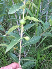 Ficus capreifolia