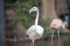 Phoenicopteridae