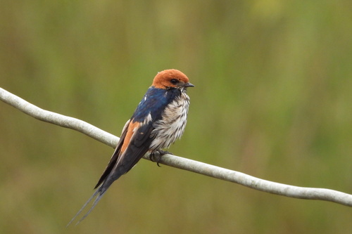 Lesser Striped Swallow