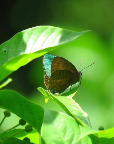 Long-celled Oakblue