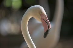 Phoenicopteridae