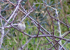 Serinus serinus