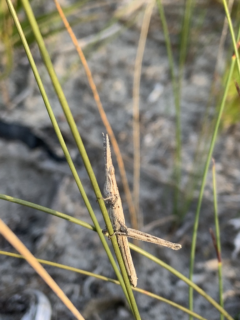 Swanea laticornis