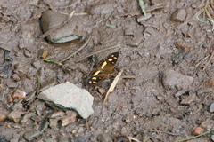 Telenassa berenice