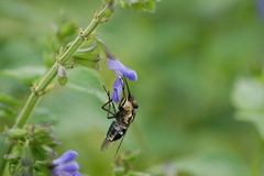 Pangoniinae