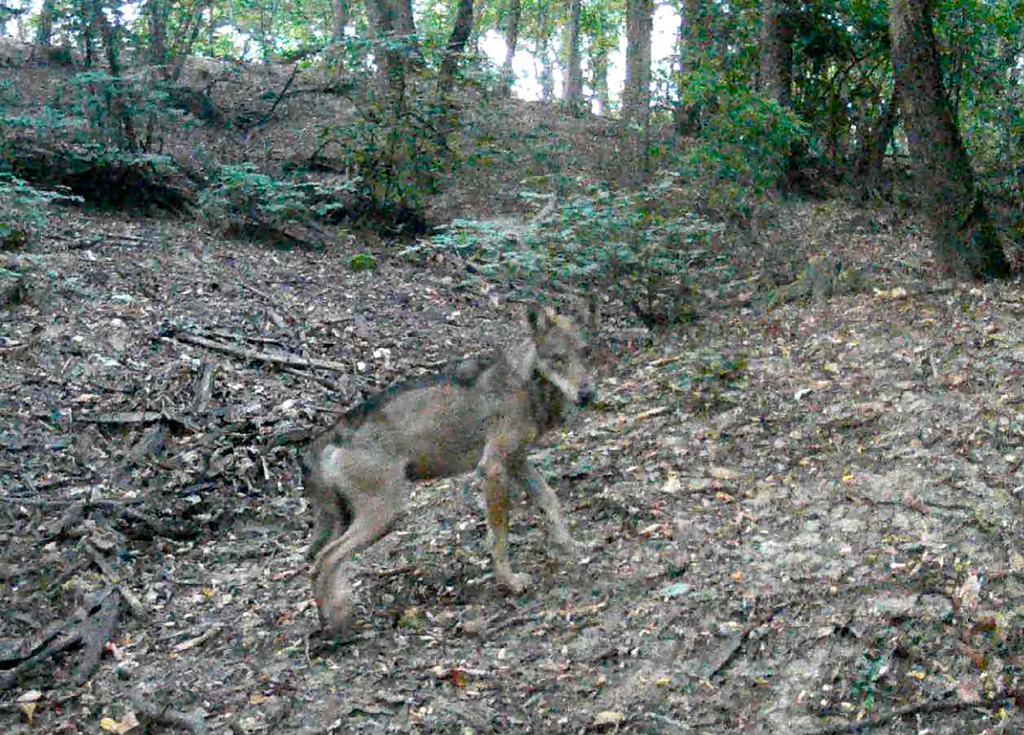 Gray Wolf in July 2023 by Roberto Sindaco. 2 individuals · iNaturalist