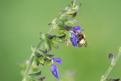 Anthophora paranensis