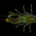 Alpheus heterochaelis - Photo (c) Crabby Taxonomist, osa oikeuksista pidätetään (CC BY-NC-SA)