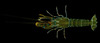 Bigclaw Snapping Shrimp - Photo (c) Crabby Taxonomist, some rights reserved (CC BY-NC-SA)