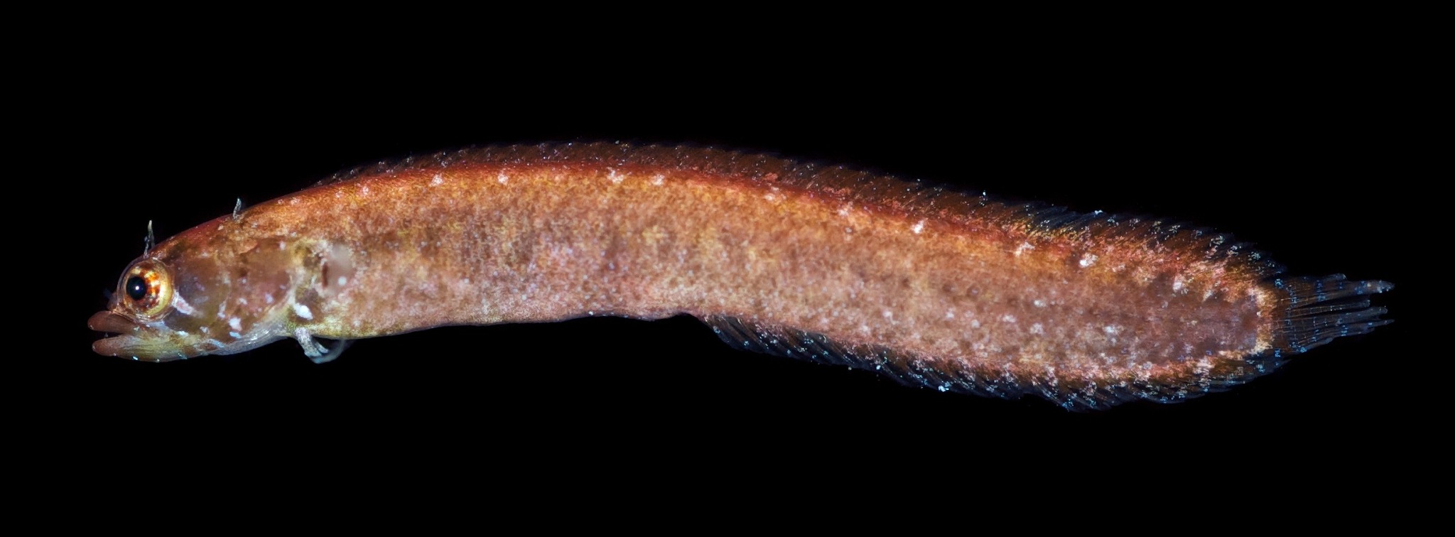 Eelgrass Blenny photo 4