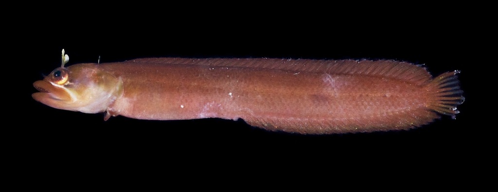 Eelgrass Blenny