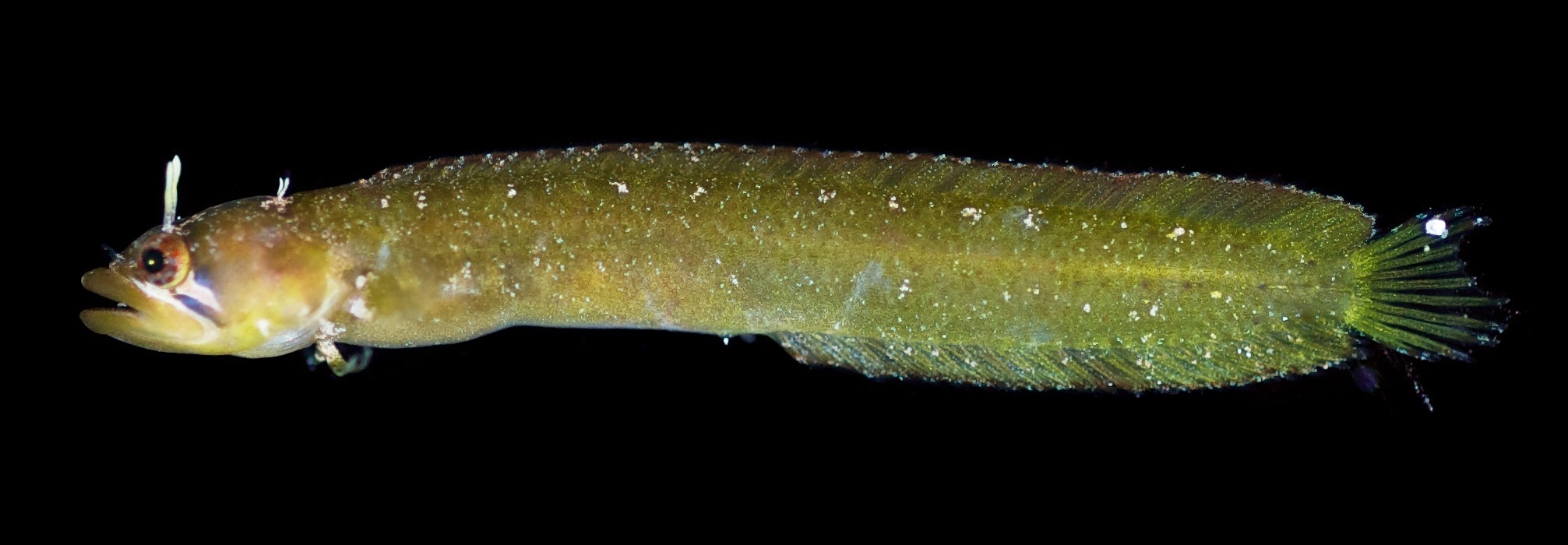 Eelgrass Blenny photo 2