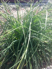 Liriope spicata