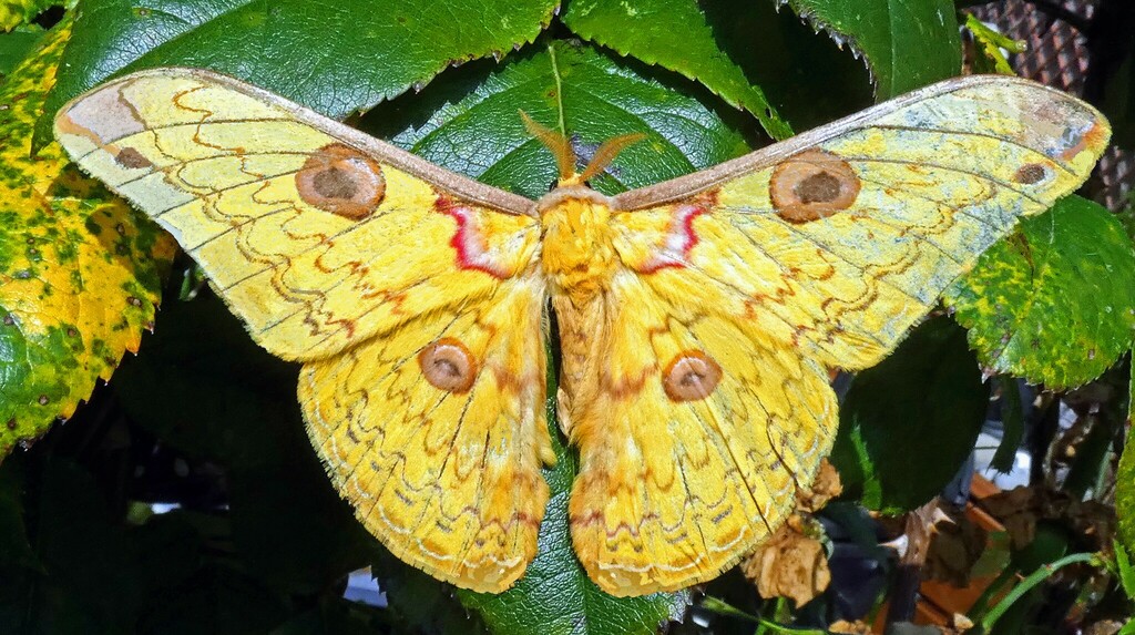 Loepa mindanaensis