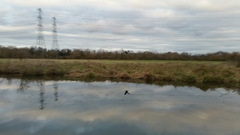 Ardea cinerea