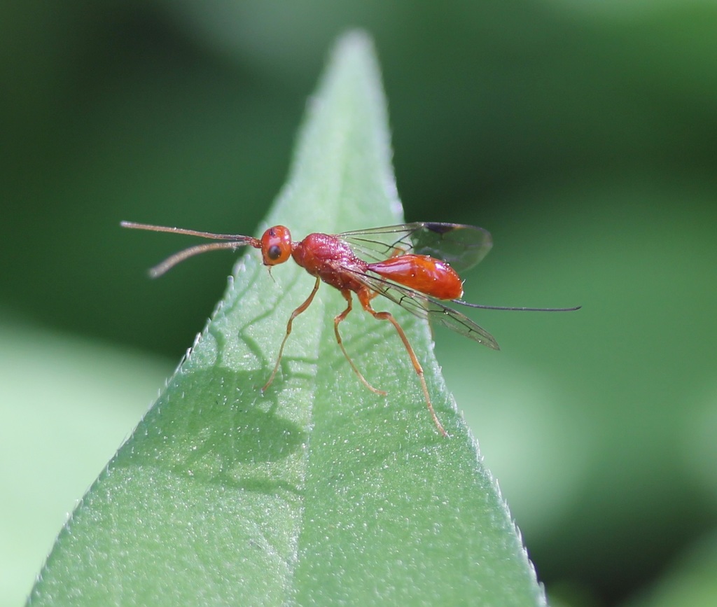 Aulacus burquei