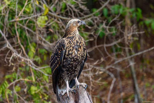 Madagascar Fish-Eagle