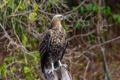 Haliaeetus vociferoides