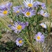 Aster biennis - Photo (c) Igor Derevskov, algunos derechos reservados (CC BY-NC), subido por Igor Derevskov