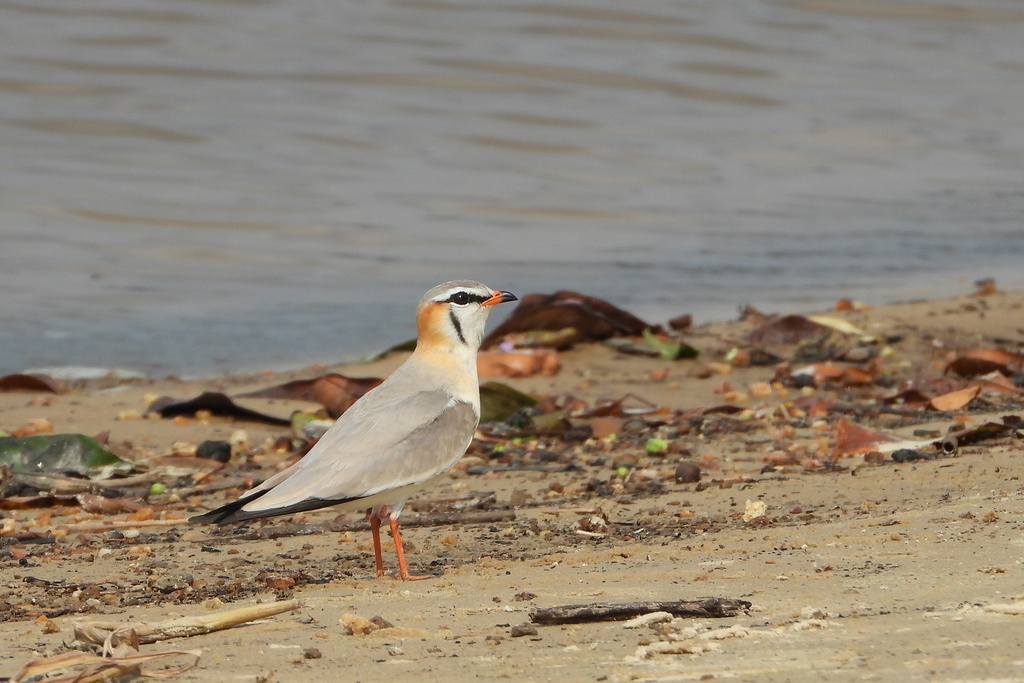 Gray Pratincole from Ogooue Et Des Lacs, Gabon on July 22, 2023 at 09: ...