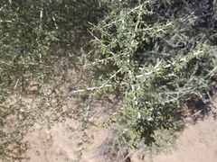 Condalia globosa pubescens