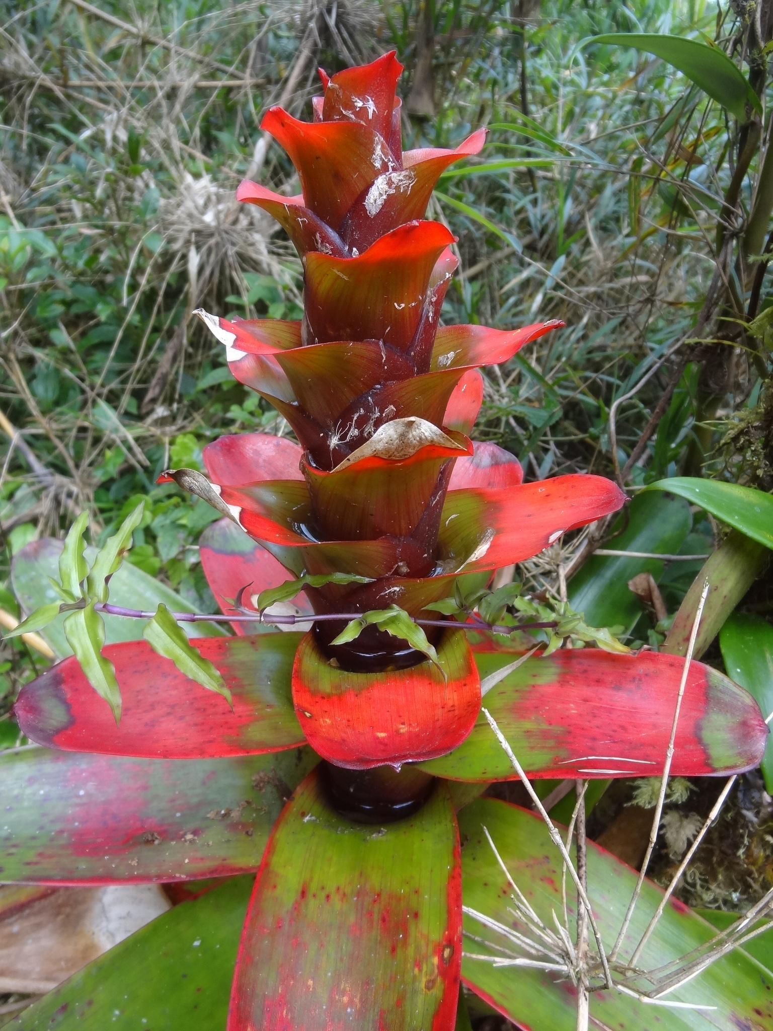 Guzmania image