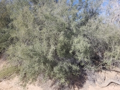 Condalia globosa pubescens