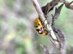 Paranapiacaba connexa