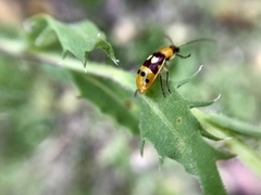 Paranapiacaba connexa