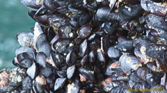 Mytilus californianus