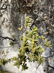 Travers' Speedwell (Veronica traversii)