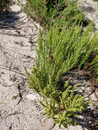 Image of Artemisia capillaris by (c) Jason, some rights reserved (CC BY)