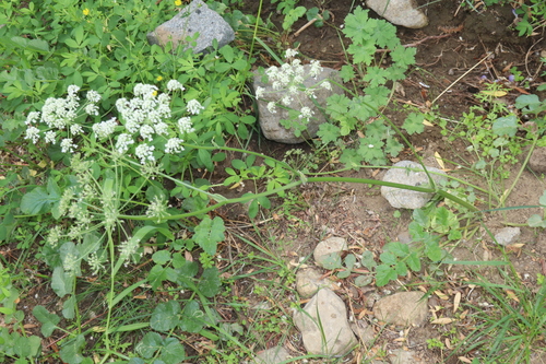 Pimpinella diversifolia iNat (1)