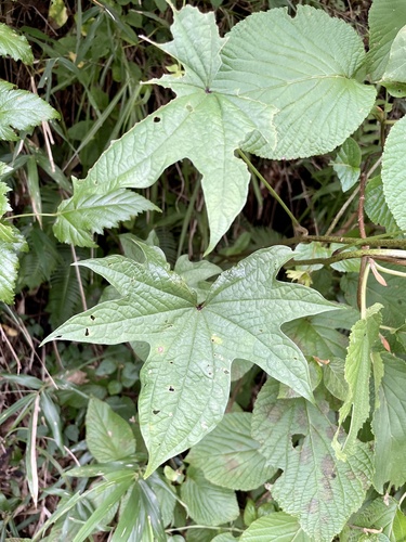 Dioscorea septemloba iNat (1)