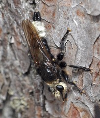 Laphria gibbosa