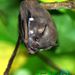 Cuban Fig-eating Bat - Photo (c) René Durocher, some rights reserved (CC BY-NC)