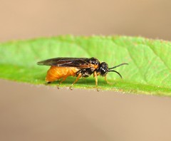 Monostegia abdominalis