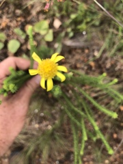 Euryops laxus