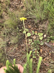 Euryops laxus