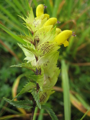 Rhinanthus glacialis