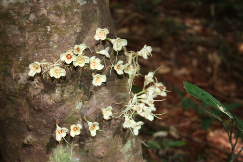 Image of Syzygium monospermum by (c) luluchouette, some rights reserved (CC BY)