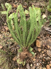 Euryops laxus