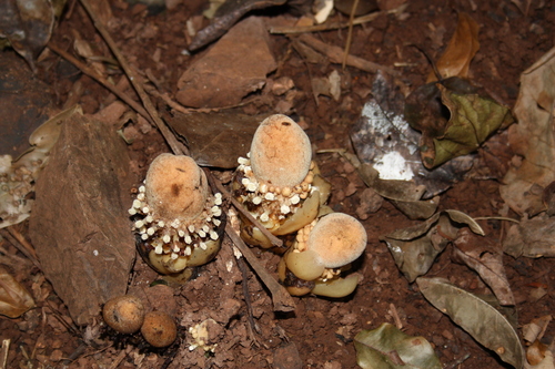 Image of Balanophora fungosa by (c) luluchouette, some rights reserved (CC BY)