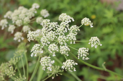 Pimpinella diversifolia