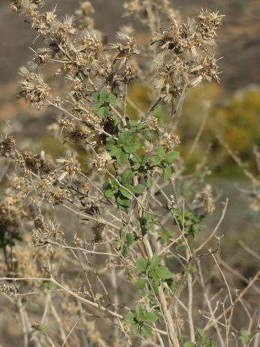Image of Brickellia desertorum by no rights reserved