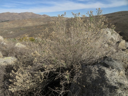 Image of Brickellia desertorum by no rights reserved