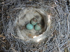 Karoo Scrub-Robin photo 5