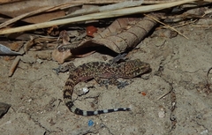 Hemidactylus turcicus