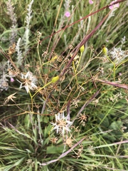 Senecio oxyriifolius