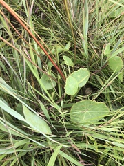 Senecio oxyriifolius